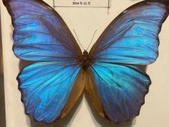 -吉林省自然博物馆