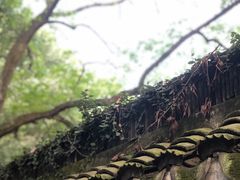 -上海佘山国家森林公园天马山园