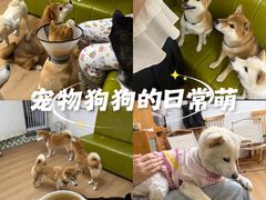 -是阿柴呀！柴犬咖啡·爱喵喵猫咖