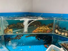 -王大厨·海鲜·家常菜