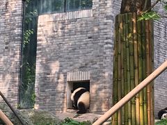 -都江堰中华大熊猫苑