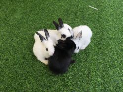 -萌宠亲子动物乐园(槐房万达店)