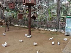 -呀路古热带植物园