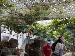 -马陆小张葡萄园农家乐