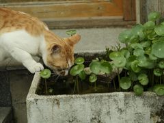 -鸣鹤古镇