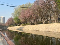 -大望京公园
