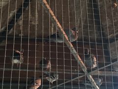 -意大利农场度假村