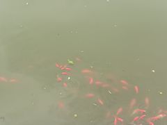 -合肥野生动物园