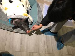 -柴犬小屋·柴餐厅·狗咖食堂(金鼎广场店)