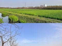 -上海长兴岛郊野公园