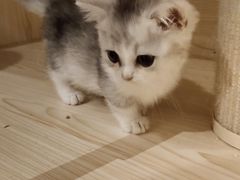-吉丁鸟咖·异宠·寄养