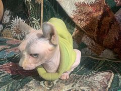 -平行世界·猫咖(首经贸店)