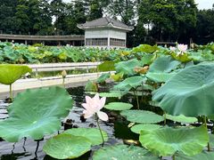 -荔湾湖公园