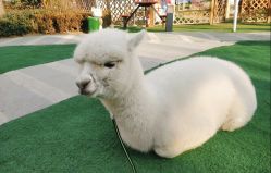 -萌宠亲子动物乐园(槐房万达店)