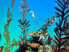 -上海海洋水族馆