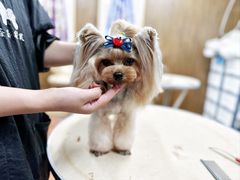 -鑫艺宠物美容培训学校