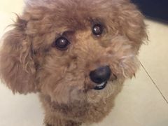 -严国平动物医院(德政总院)