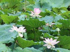 -荔湾湖公园
