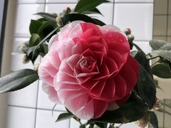 -三圣花乡旅游区