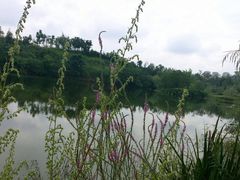 -白鹭湾湿地公园