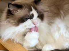 -藏猫猫咖啡主题馆(中央大道店)