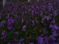 -南湖湿地公园