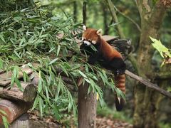 -都江堰中华大熊猫苑