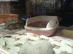 -FAELING PETS美天灵宠物(富力广场店)