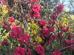-南汇桃花村