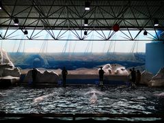 -秦皇岛乐岛海洋王国