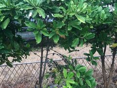 -侯臣咖啡文化村