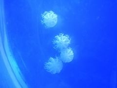 -临沂极地海洋王国