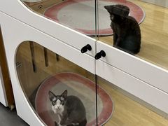 -青奢宠物·青奢猫舍