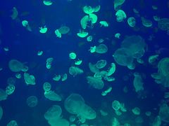 -江和美海洋公园