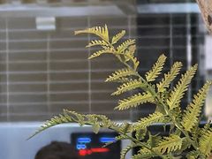 -春家·非遗手工小吃(徐汇万科广场店)
