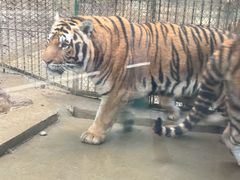 -栾川竹海野生动物园