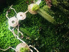 -山楂树融合菜餐厅