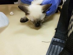 -艾贝尔宠物医院 ·内科全科(梁溪路店)