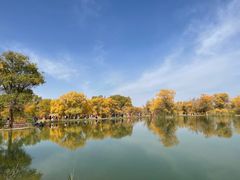 -金塔沙漠胡杨林景区