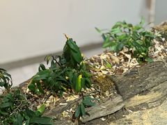 -野象谷景区