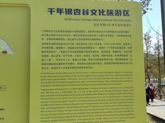 -千年银杏谷文化旅游区