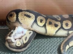 -上海大自然野生昆虫馆