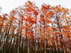 -上海共青森林公园