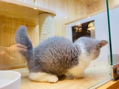-猫猫幼稚园·撸猫·桌游·电玩