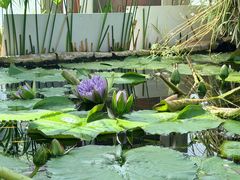 -北京植物园-展览温室
