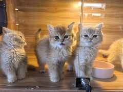 -猫十亿·布偶金渐层·曼基康矮脚猫舍(青年路店)