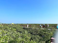 -北海金海湾红树林生态旅游区