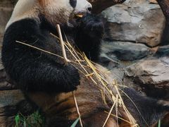 -广州长隆野生动物世界