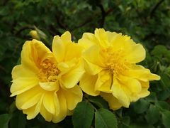 -国家植物园
