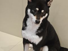 -和它·交个朋友·狗咖猫咖(爱琴海店)